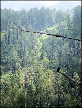 Raven perched on limb on mountainside
